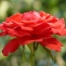 Rosas da Dona Maria! 
